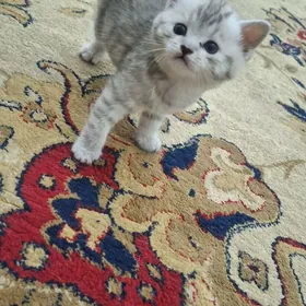 Şotlanskiy şinşil pişik