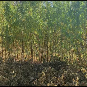 шепталы нахал узум нахал