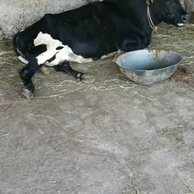 corny piyostyr sygyr