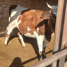 гысыр  инек