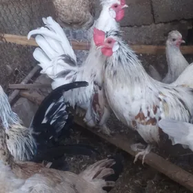 horaz leyli  gowy juje berip 5