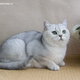 кот продаётся