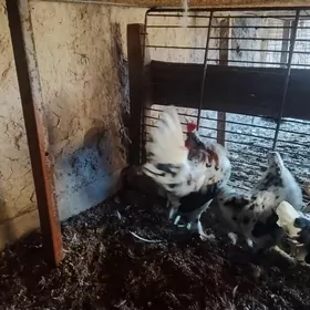 YAPONÇİK TOWUK ABMEN BAÝSU BLN