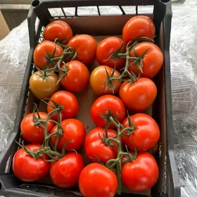 Teplissa isgar alyas .