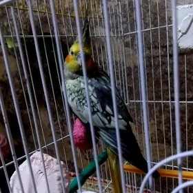 popugay попугай