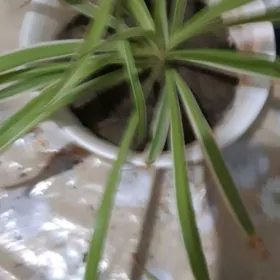 домашние цветы