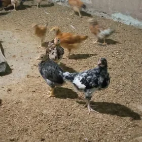 towuk juje 2.5 aylyk