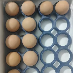 О Шамо Гара Товук Пери Шаппат