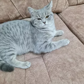 şatlanskaya pryamouşka