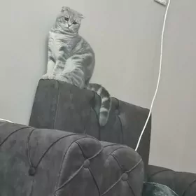 şatlanski pişijekler