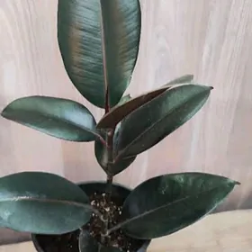 Фикус черный принц