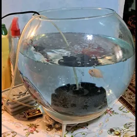 akwarum 20 litr togalak gornus