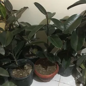 Ficus gül