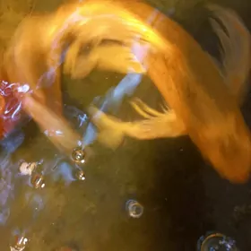 рыба Коя японская