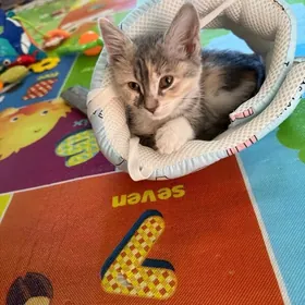 Котенок отдам