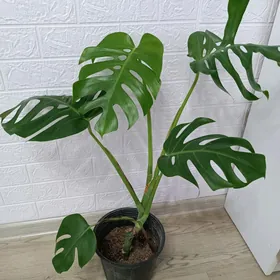 МОНСТЕРА ДЕЛИКАТЕС