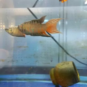 Аквариумные рыбки Макропод