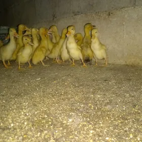 Ördek Gak  wak утга