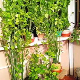 Берёзки крупные