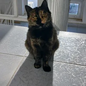 Котёнок-подросток