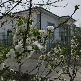 Arenda taze Zaman/аренда тазе