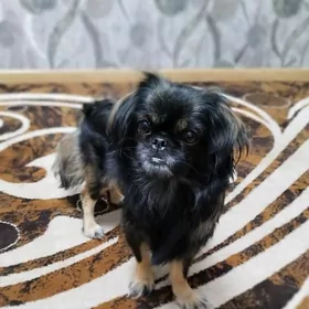 пропала собака