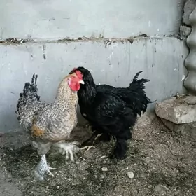 Brama Dominat horazlar