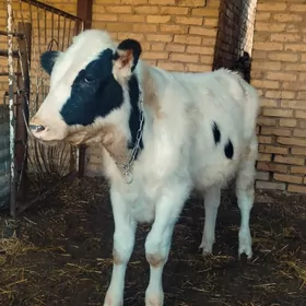 Сментал окуз