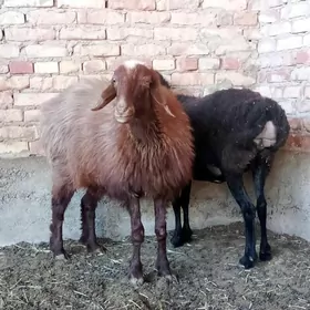 Gissar Goýunlar semiz 2 sanak