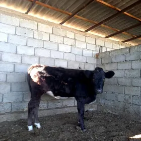 ARASSA ÇORNY PIÝOSTYR TÜWE