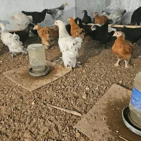 Juje et touk balakly