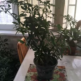 цветы растения торф