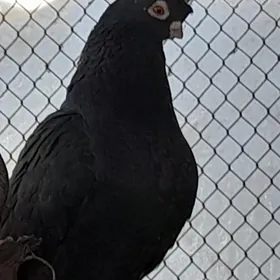 голуби kepderi