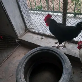 jersi gigant mäkiler