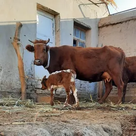 PARODA GÖLELI SYGYR