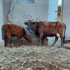 ULY GÖLELI GÖLELI SYGYR