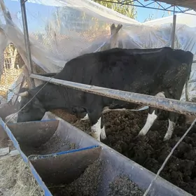 Галштейин сыгыр