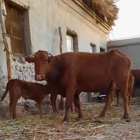 IRI DAYOW GÖLELI SYGYR