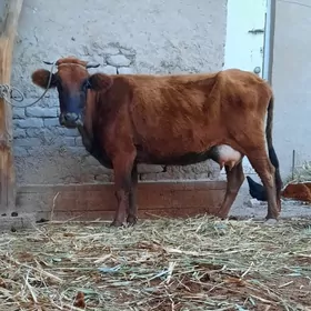 SAGYLYAN SUYIDLI SYGYR