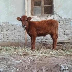 PARODA GACAR BAKWERMELI