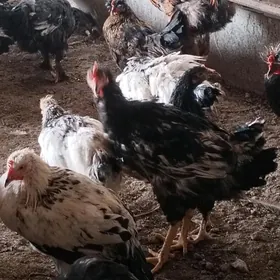 Cigant towuklar we horazlar