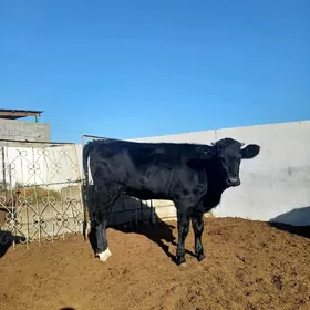 ARASSA ÇOFNY PIÝOSTYR TÜWE