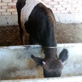 Tohum Öküz Gibrit 9 aýlyk