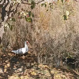 ördek indautka urkacy