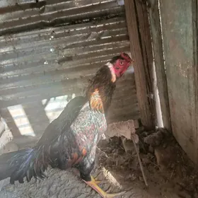 Байсы хораз