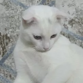 вислaухо vislauha pisik