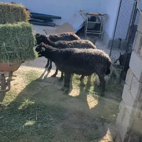 goyun gysyr garakoli kurti