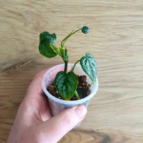 домашние цветы