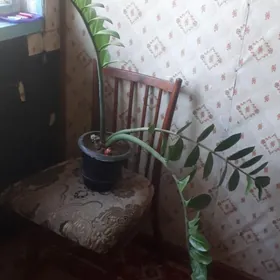 зомиакулькус