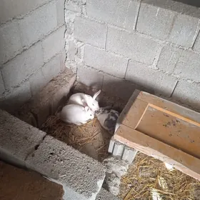 Towşan кролик